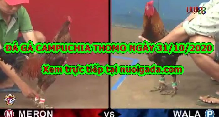 Đá gà casino Thomo