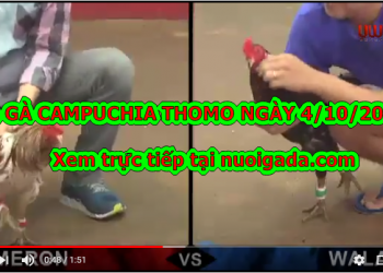 Đá gà trực tiếp Thomo