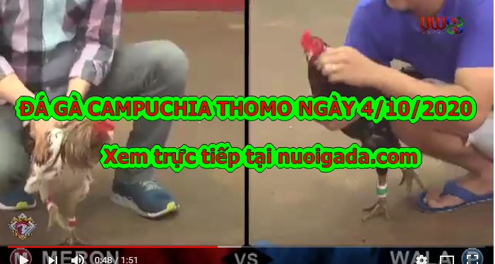 Đá gà trực tiếp Thomo