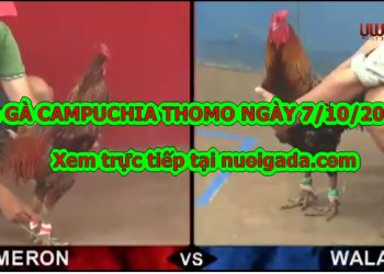 Tổng hợp đá gà Campuchia