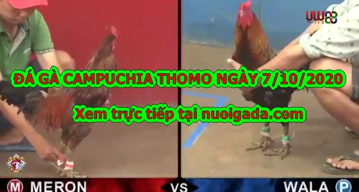 Tổng hợp đá gà Campuchia