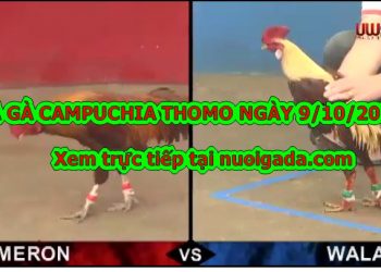 Đá gà Thomo trực tiếp Hôm Nay