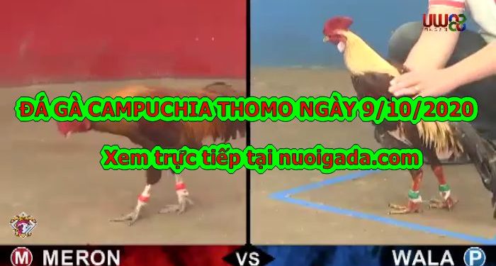 Đá gà Thomo trực tiếp Hôm Nay