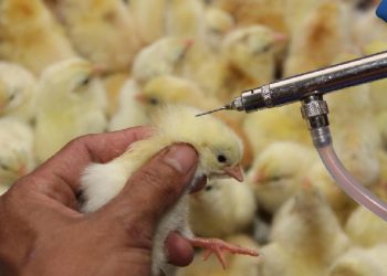 Bảng giá Vacxin cho gà