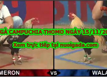 đá gà Mới Nhất