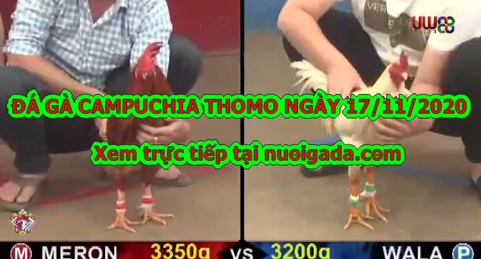 Đá gà Campuchia Thomo
