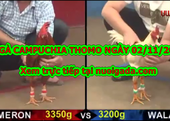 Chọi gà trực tiếp