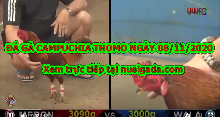 Đá gà trực tiếp casino 67