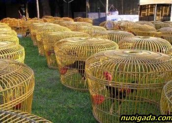 bán gà chọi đòn