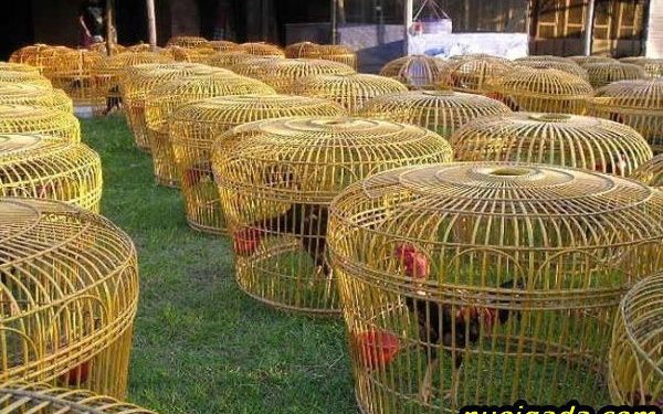 bán gà chọi đòn