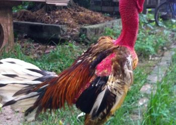 Ảnh gà chọi đẹp