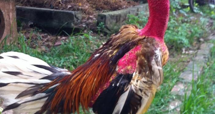 Ảnh gà chọi đẹp