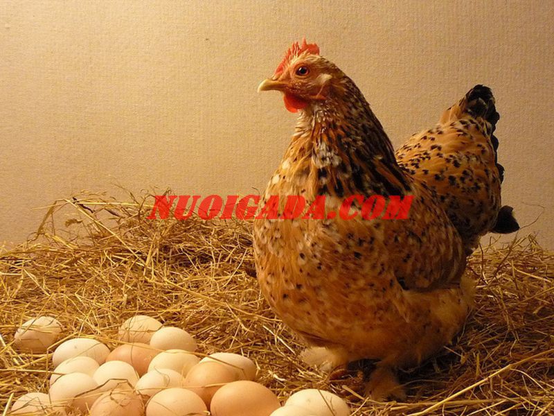 Chu kỳ đẻ trứng của gà