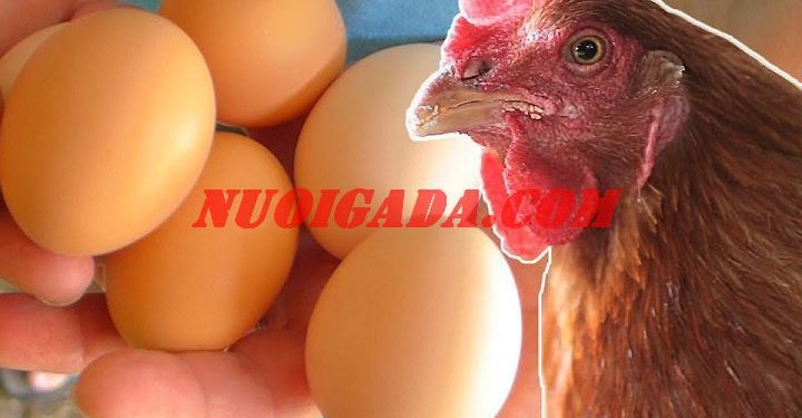 Chu kỳ đẻ trứng của gà