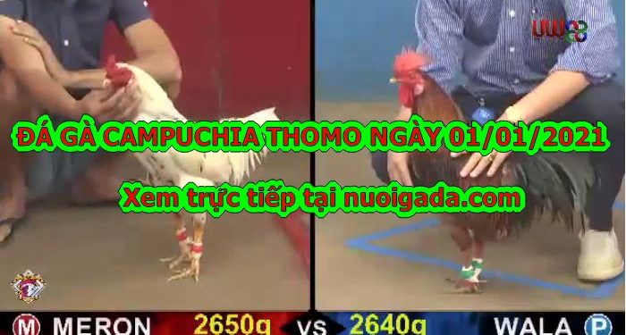 Đá gà Cam Trực tiếp