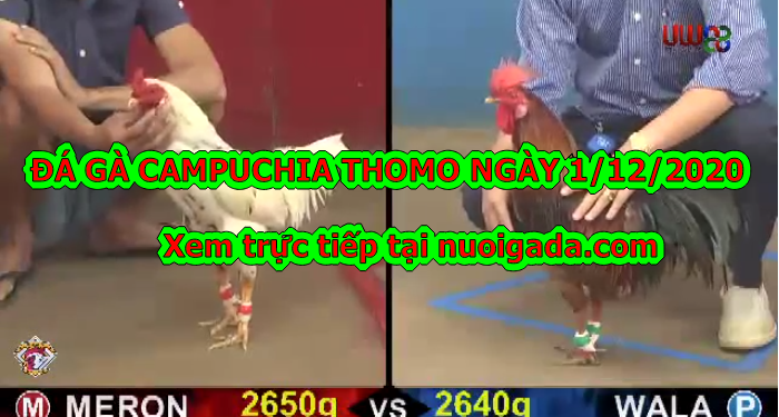 chọi gà trực tiếp