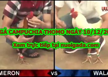 gà chọi Thomo trực tiếp