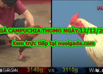 gà đá cựa sắt Thomo