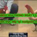 Video gà TUYỂN CHỌN