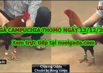 gà đá Casino trực tiếp