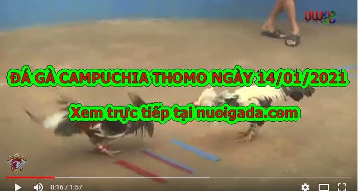 video đá gà cựa sắt
