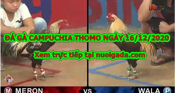 gà cựa sắt Thomo