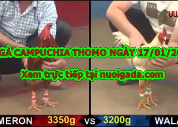 Clip gà đá trực tuyến