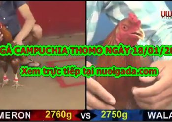 gà CAM Thomo Trực tiếp