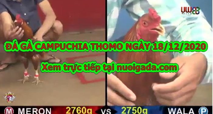 Video gà trường Thomo