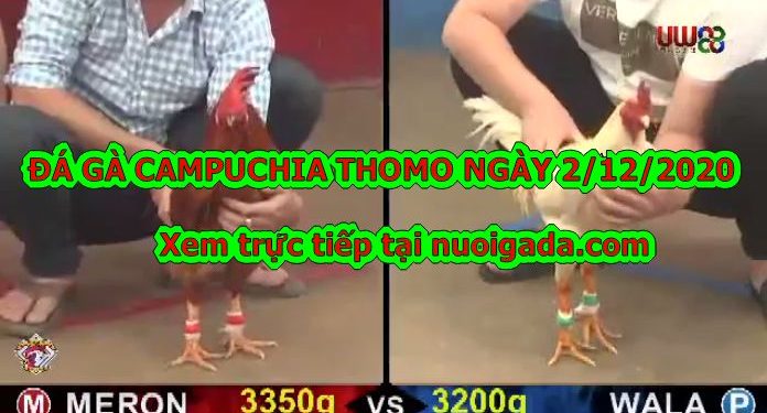 Live Đá Gà Campuchia