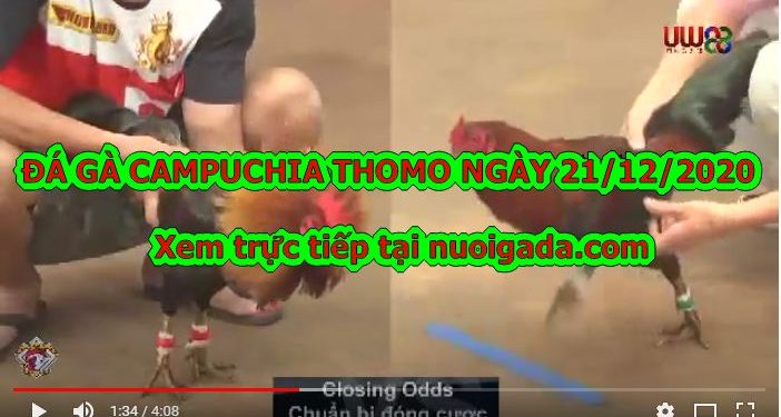 Coi gà đá Casino Live