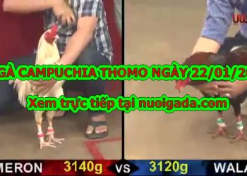 video đá gà cựa sắt