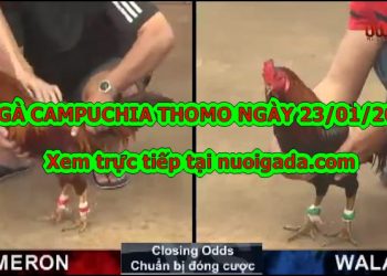 Đá gà CAM hôm nay