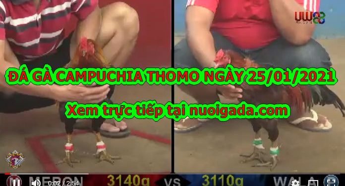 Video Gà Tổng Hợp