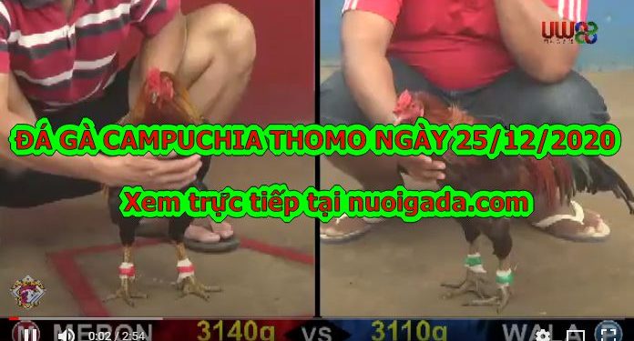 Đá gà Mới Nhất