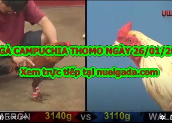 Clip đá gà cựa sắt