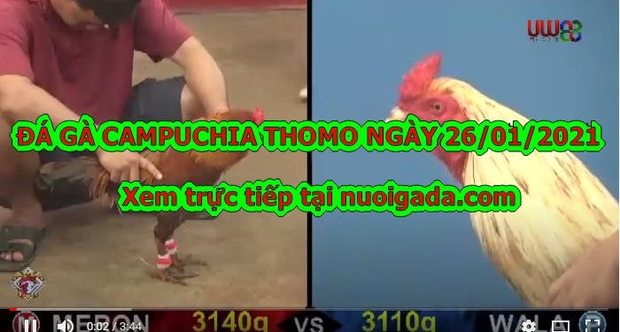 Clip đá gà cựa sắt