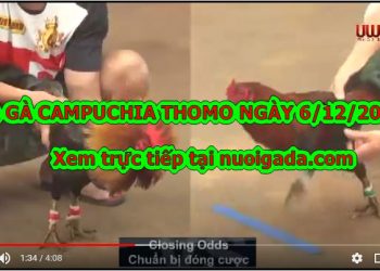 Đá gà Live Thomo
