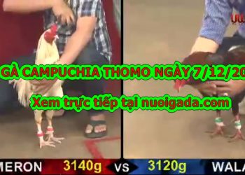 Chọi gà Campuchia
