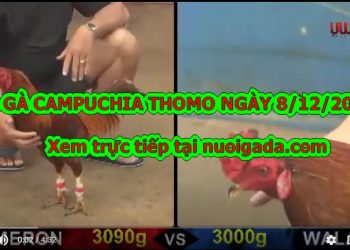 Coi đá gà cựa sắt