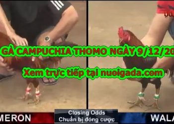 chọi gà Campuchia Live