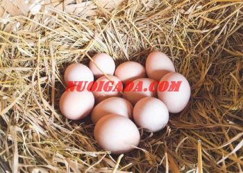 Trứng gà so là gì