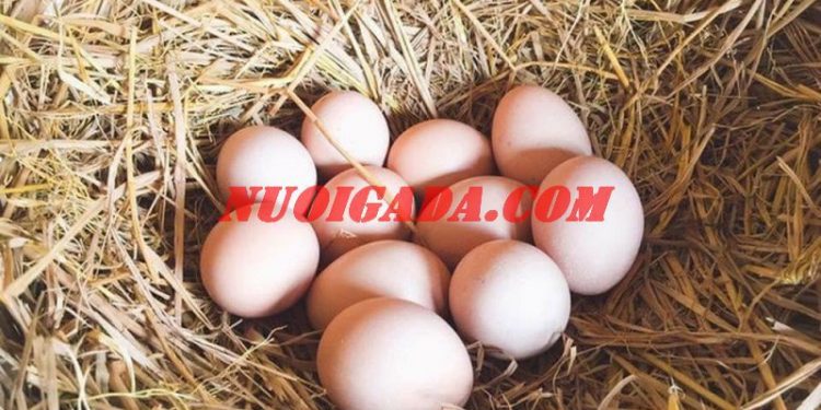 Trứng gà so là gì