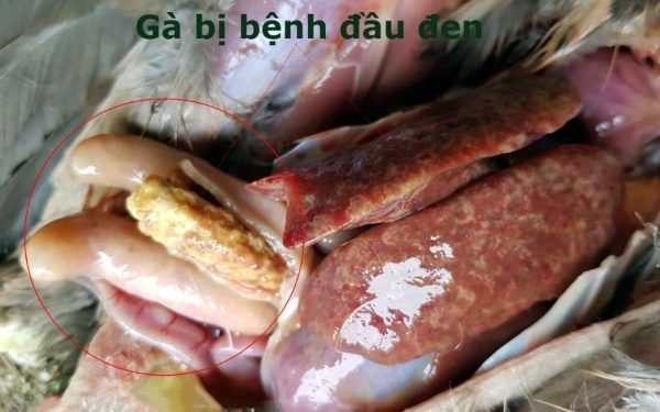 bệnh đầu đen ở gà