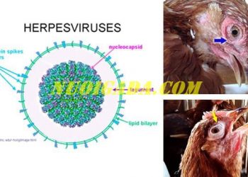 Bệnh ILT trên gà