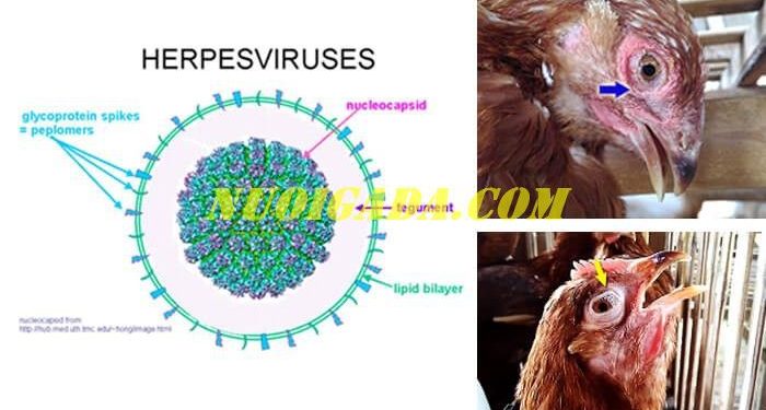Bệnh ILT trên gà