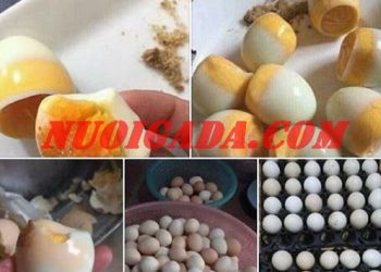 trứng gà ấp dở