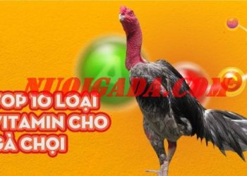 vitamin tổng hợp cho gà