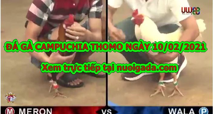 gà đá Thomo Mới nhất