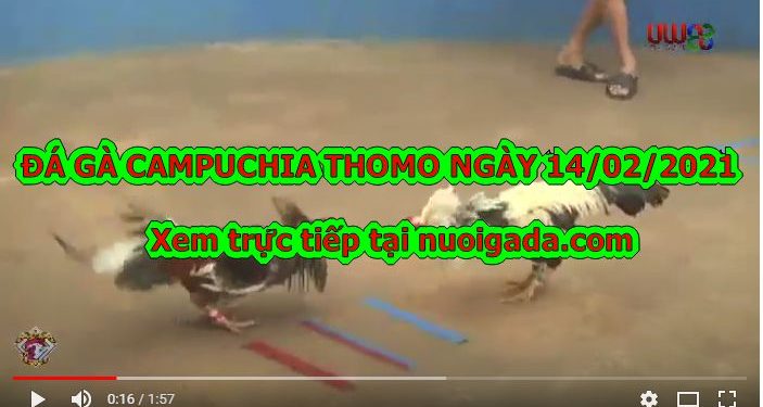 video gà đá cựa sắt